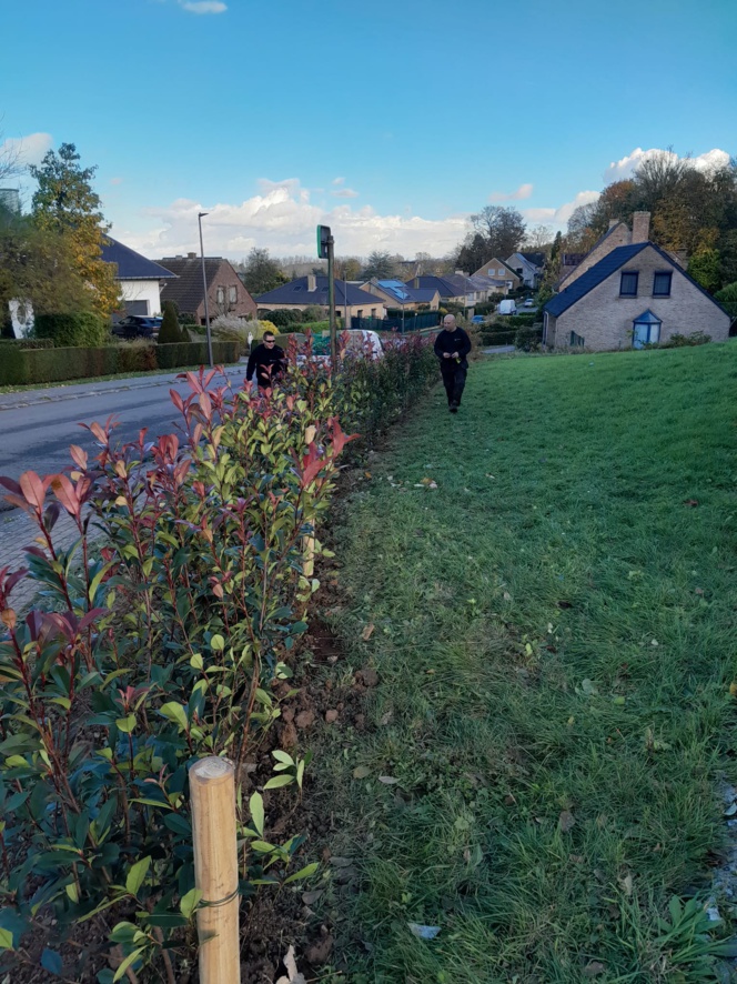 Chez Madame Italiano, à  Dilbeek, plantation de haies