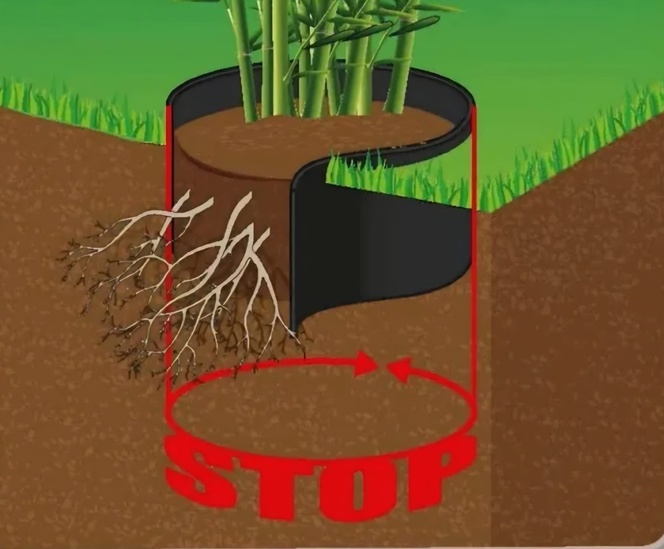 Enlevement de bambous