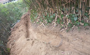 Enlevement de bambous