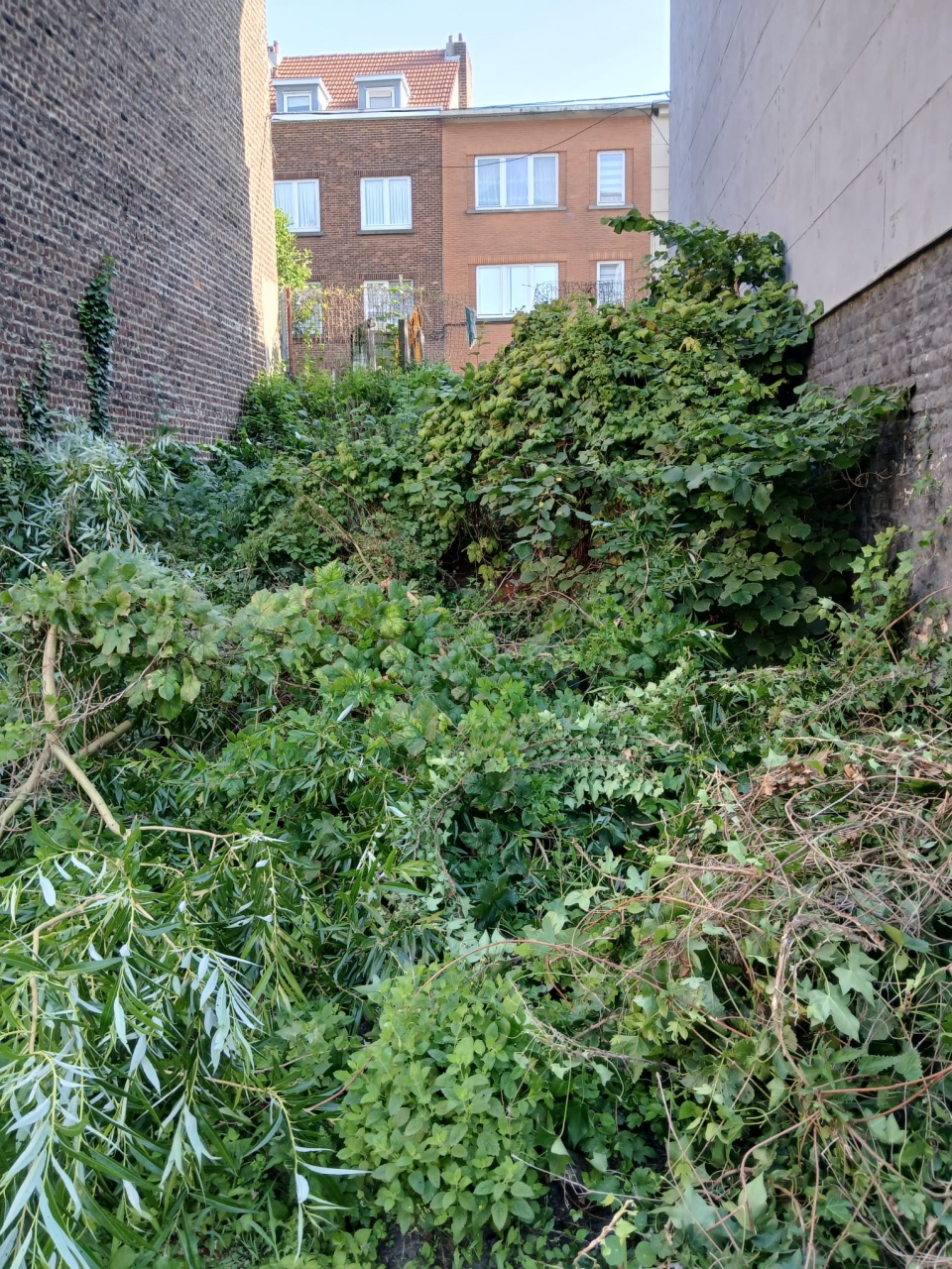 Bambous envahissants