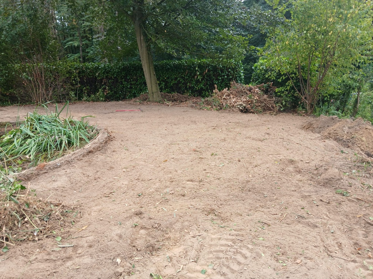 Bambou fargesia envahissant